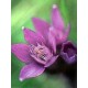 Bach Flower Remedies for Animals - Gentian